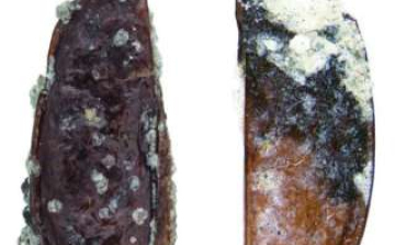 Ismeretlen bogárfaj maradványaira bukkantak az Antarktiszon