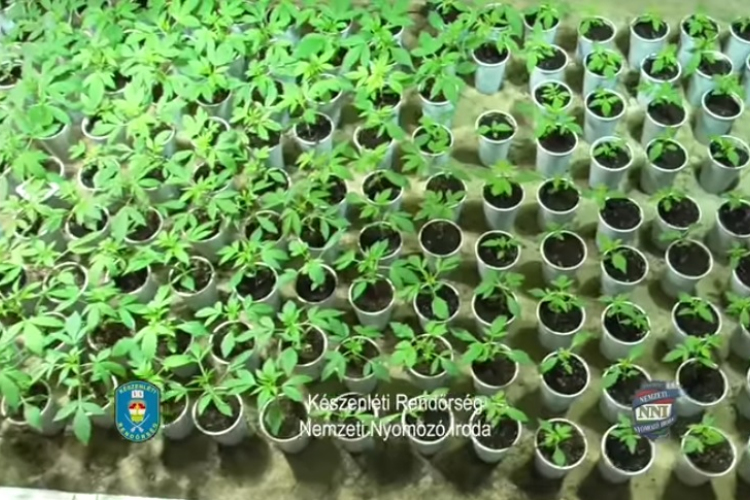 Drogültetvényt számoltak fel Tahitótfalun - VIDEÓVAL