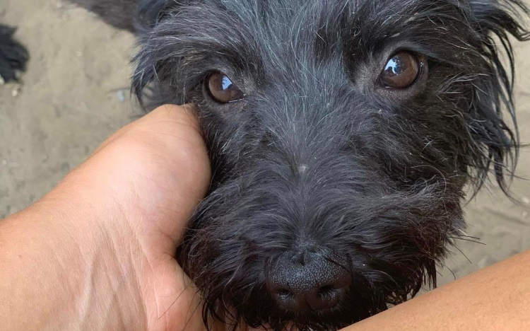 Csaknem száz kutyát találtak Zalaszentgróton egy német nőnél, aki ellen állatkínzás miatt emeltek vádat