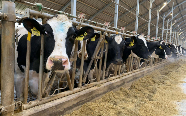 Nébih: enyhített a korlátozáson kívüli területeken a ragadós száj- és körömfájás miatt hozott intézkedéseken az állategészség�