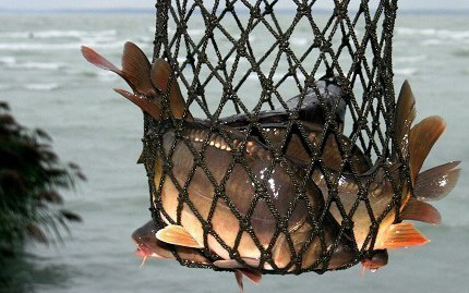 A vidékfejlesztési miniszter leállította a balatoni halászatot